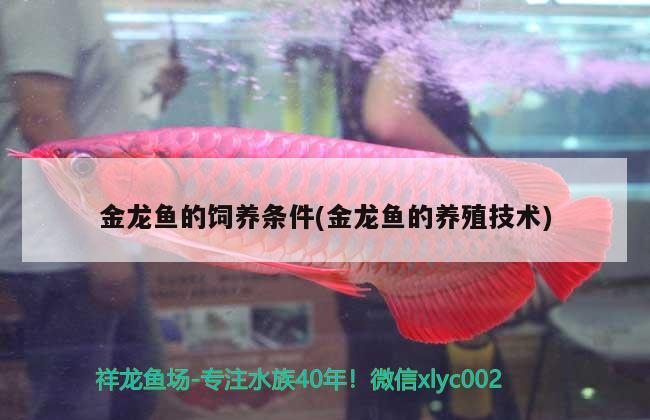 金龍魚的飼養(yǎng)條件(金龍魚的養(yǎng)殖技術(shù)) 藍(lán)底過背金龍魚