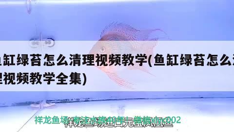 魚缸綠苔怎么清理視頻教學(xué)(魚缸綠苔怎么清理視頻教學(xué)全集)