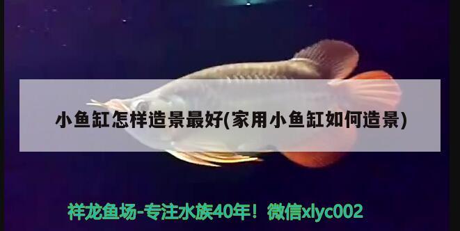 小魚缸怎樣造景最好(家用小魚缸如何造景) 財神鸚鵡魚