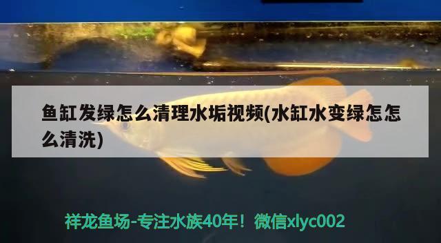 30厘米魚(yú)缸造景教程圖片（30厘米魚(yú)缸造景教程圖片大全）