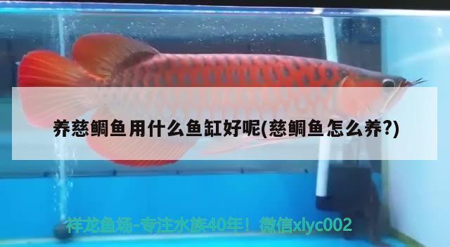 養(yǎng)慈鯛魚用什么魚缸好呢(慈鯛魚怎么養(yǎng)?) 生態(tài)瓶/創(chuàng)意缸/桌面微景缸