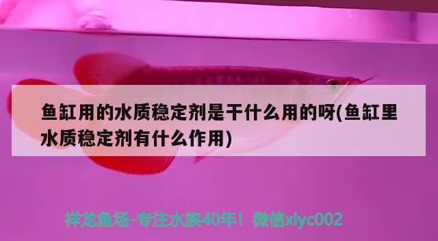 藍底金龍魚用什么燈光照利于發(fā)色快些(藍底金龍魚用什么燈光照利于發(fā)色快些) 委內(nèi)瑞拉奧里諾三間魚