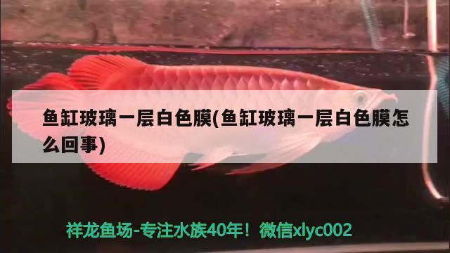 魚(yú)缸玻璃一層白色膜(魚(yú)缸玻璃一層白色膜怎么回事) 黑影道人魚(yú)