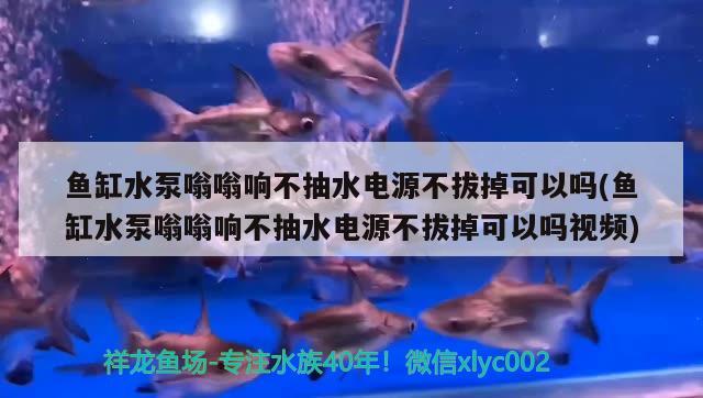 魚(yú)缸水泵嗡嗡響不抽水電源不拔掉可以嗎(魚(yú)缸水泵嗡嗡響不抽水電源不拔掉可以嗎視頻)