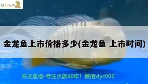 金龍魚上市價格多少(金龍魚上市時間)