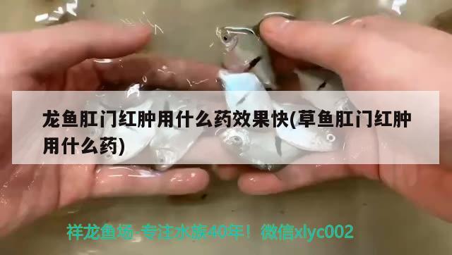 請(qǐng)教這種是什么藻啊怎么除掉效果最好啊 名貴錦鯉魚 第3張