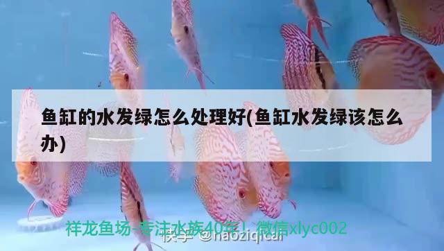 魚缸的水發(fā)綠怎么處理好(魚缸水發(fā)綠該怎么辦)