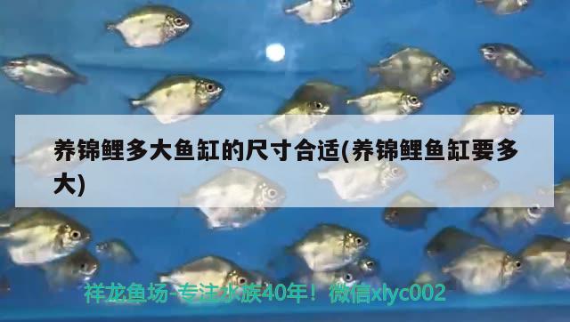 養(yǎng)錦鯉多大魚缸的尺寸合適(養(yǎng)錦鯉魚缸要多大) 虎魚百科