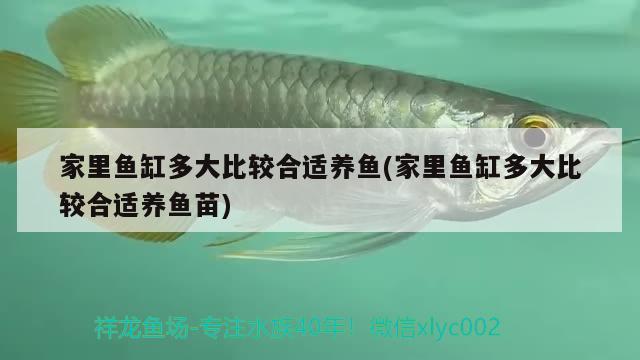 家里魚缸多大比較合適養(yǎng)魚(家里魚缸多大比較合適養(yǎng)魚苗) 福虎/異型虎魚/純色虎魚