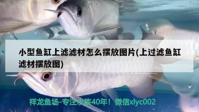 速倍妥龍魚飼料怎么樣 龍魚爛尾怎么知道好了 速倍妥 第1張