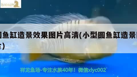 圓魚(yú)缸造景效果圖片高清(小型圓魚(yú)缸造景圖片)