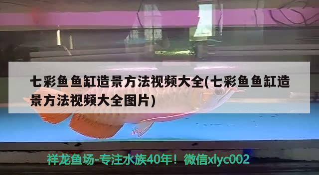 七彩魚(yú)魚(yú)缸造景方法視頻大全(七彩魚(yú)魚(yú)缸造景方法視頻大全圖片) 硝化細(xì)菌