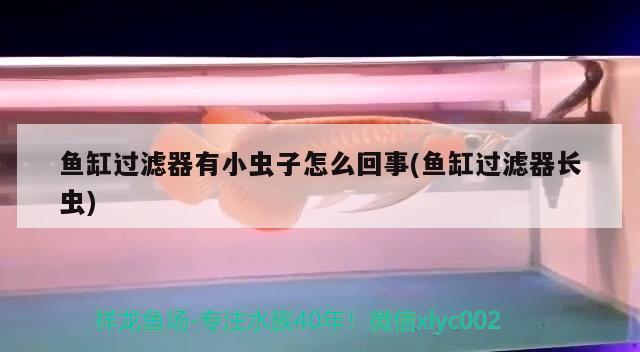 魚缸過濾器有小蟲子怎么回事(魚缸過濾器長蟲) 三間鼠魚