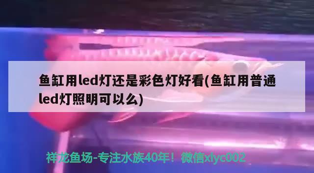 魚缸用led燈還是彩色燈好看(魚缸用普通led燈照明可以么) 財神鸚鵡魚