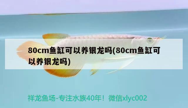 龍魚(yú)和什么魚(yú)混養(yǎng)最好 龍顛論壇：龍魚(yú)和什么魚(yú)養(yǎng)在一起最合適