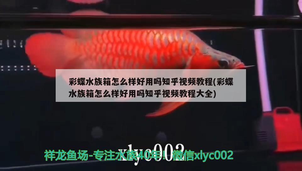 彩蝶水族箱怎么樣好用嗎知乎視頻教程(彩蝶水族箱怎么樣好用嗎知乎視頻教程大全) 魚缸/水族箱