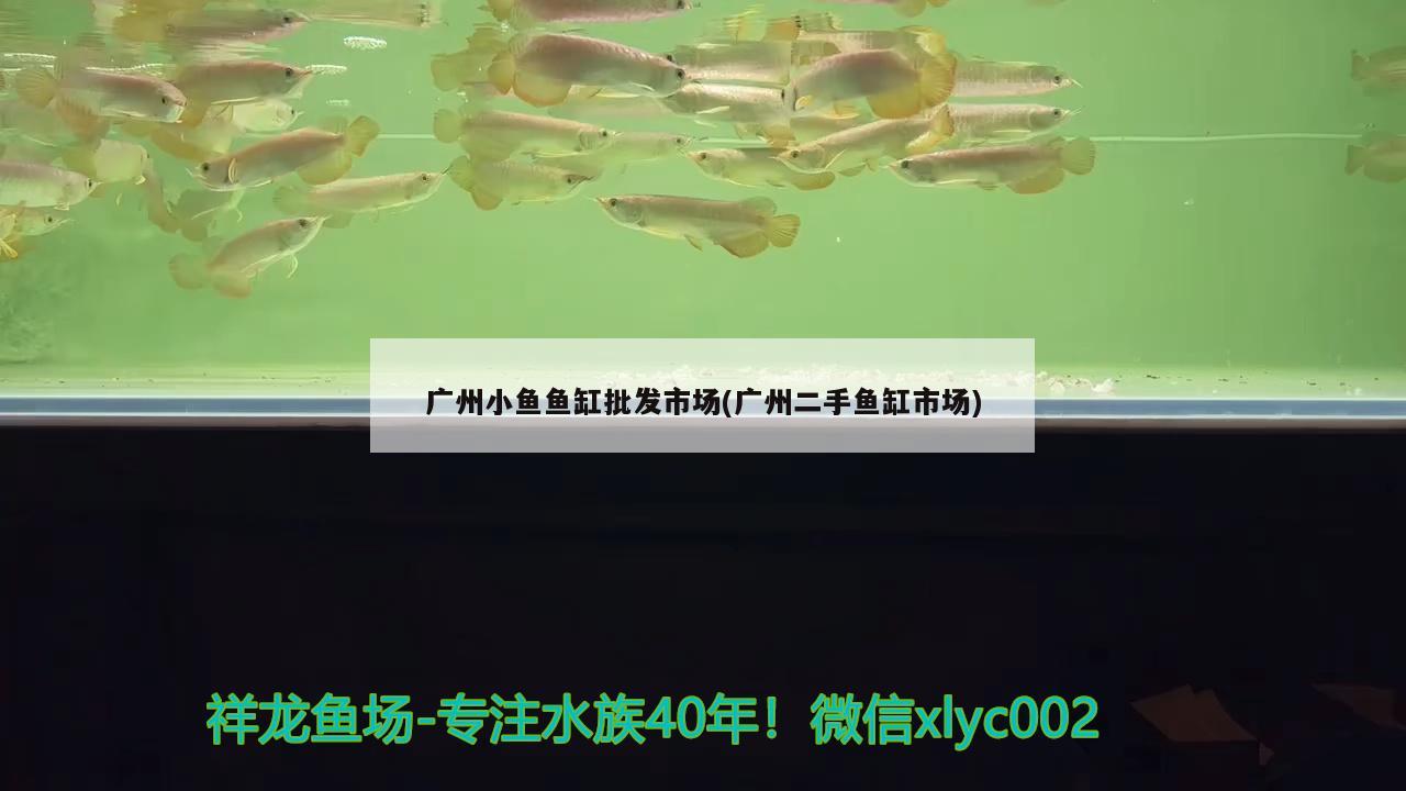 廣州小魚魚缸批發(fā)市場(chǎng)(廣州二手魚缸市場(chǎng)) 金龍福龍魚