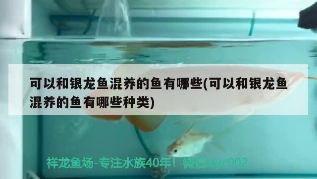 三亞哪里有做海鮮魚缸的廠子招工（三亞海鮮） 魚缸定做 第2張