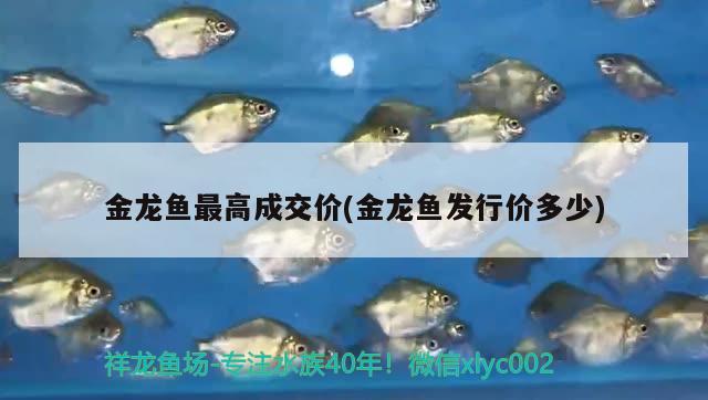 金龍魚最高成交價(jià)(金龍魚發(fā)行價(jià)多少) 過背金龍魚