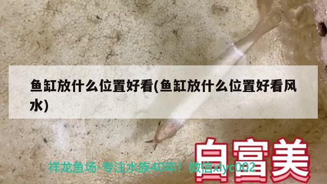 魚缸放什么位置好看(魚缸放什么位置好看風水) 魚缸風水