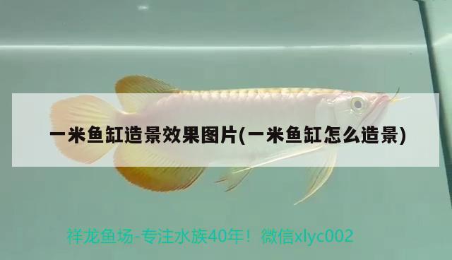 一米魚缸造景效果圖片(一米魚缸怎么造景) 黃金眼鏡蛇雷龍魚