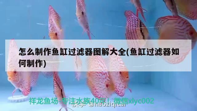 銀龍魚怎么能養(yǎng)好(銀龍魚的養(yǎng)法和注意事項) 銀龍魚百科 第1張