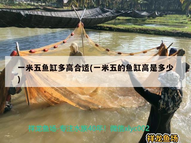 一米五魚缸多高合適(一米五的魚缸高是多少) 水族世界