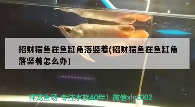 招財貓魚在魚缸角落豎著(招財貓魚在魚缸角落豎著怎么辦) 丹頂錦鯉魚