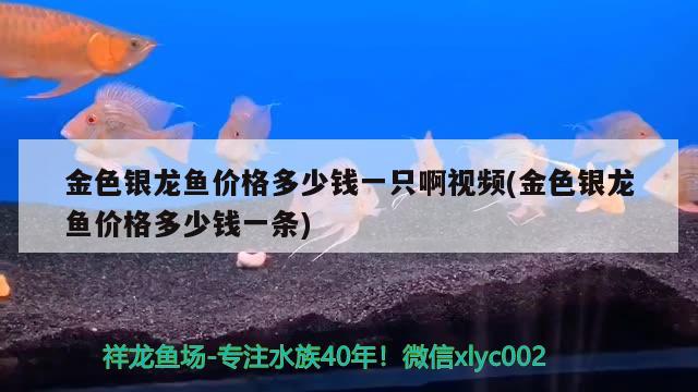 金色銀龍魚價(jià)格多少錢一只啊視頻(金色銀龍魚價(jià)格多少錢一條)