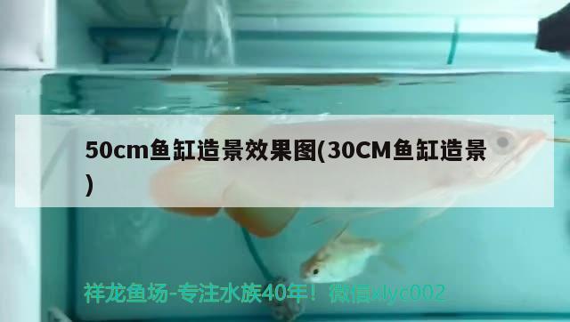 50cm魚缸造景效果圖(30CM魚缸造景)