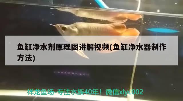 魚缸凈水劑原理圖講解視頻(魚缸凈水器制作方法)