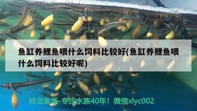 魚缸養(yǎng)鯉魚喂什么飼料比較好(魚缸養(yǎng)鯉魚喂什么飼料比較好呢) 魚缸/水族箱