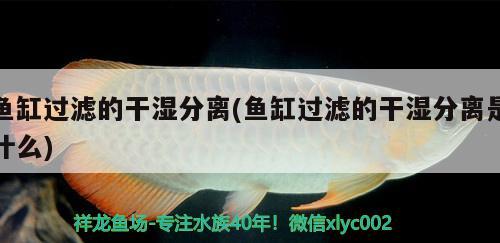 魚缸過濾的干濕分離(魚缸過濾的干濕分離是什么) 一眉道人魚苗