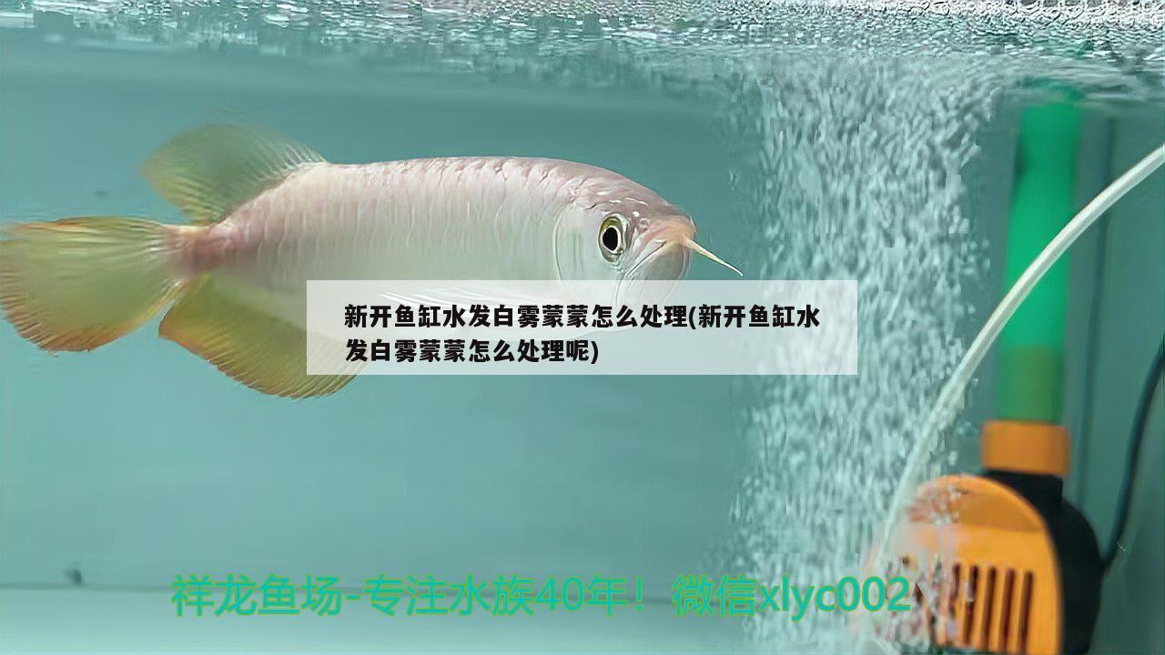 新開(kāi)魚缸水發(fā)白霧蒙蒙怎么處理(新開(kāi)魚缸水發(fā)白霧蒙蒙怎么處理呢)