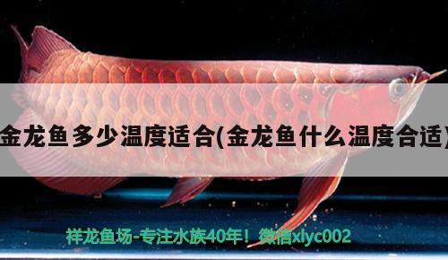 金龍魚多少溫度適合(金龍魚什么溫度合適)