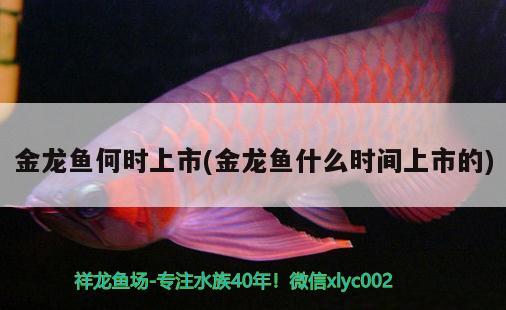 金龍魚何時上市(金龍魚什么時間上市的)