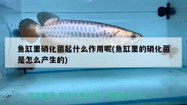 龍魚鰭發(fā)白怎么辦，爪爪博士對龍魚爛鰭的原因及防治方法及防治方法介紹