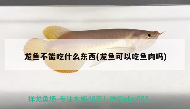 草藥金線蓮功效與作用：草藥金線蓮功效與作用是什么 觀賞魚 第1張