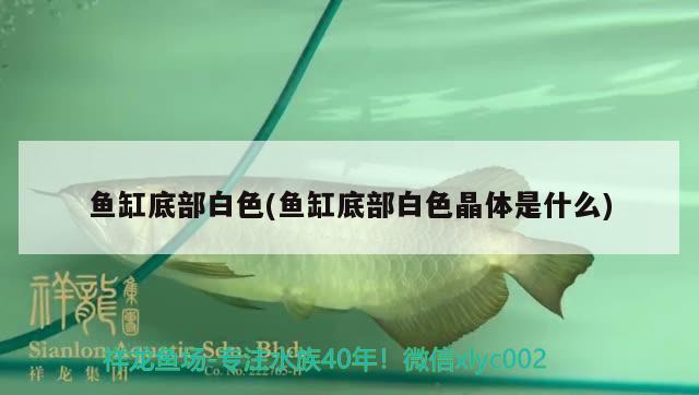 魚缸底部白色(魚缸底部白色晶體是什么) 魟魚百科 第1張