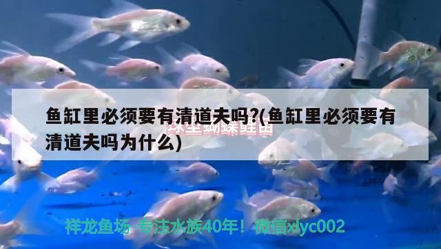 魚缸里必須要有清道夫嗎?(魚缸里必須要有清道夫嗎為什么) 金龍魚糧