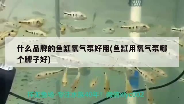 什么品牌的魚(yú)缸氧氣泵好用(魚(yú)缸用氧氣泵哪個(gè)牌子好) 鸚鵡魚(yú)