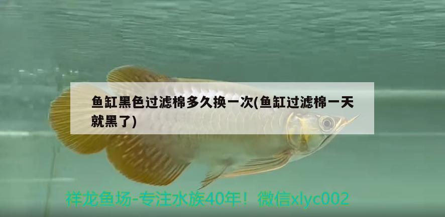 龍魚鰭發(fā)白怎么辦，爪爪博士對龍魚爛鰭的原因及防治方法及防治方法介紹