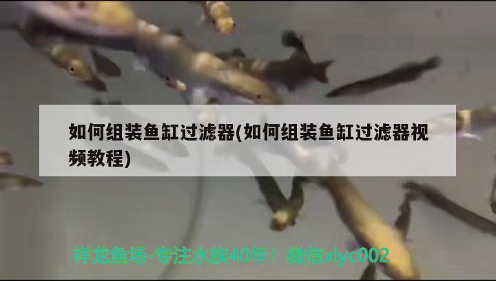 如何組裝魚缸過濾器(如何組裝魚缸過濾器視頻教程) 龍魚專用燈