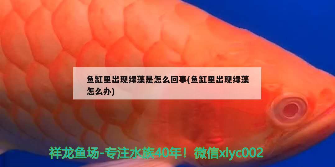 魚缸里出現(xiàn)綠藻是怎么回事(魚缸里出現(xiàn)綠藻怎么辦)