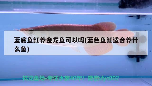 藍(lán)底魚缸養(yǎng)金龍魚可以嗎(藍(lán)色魚缸適合養(yǎng)什么魚)