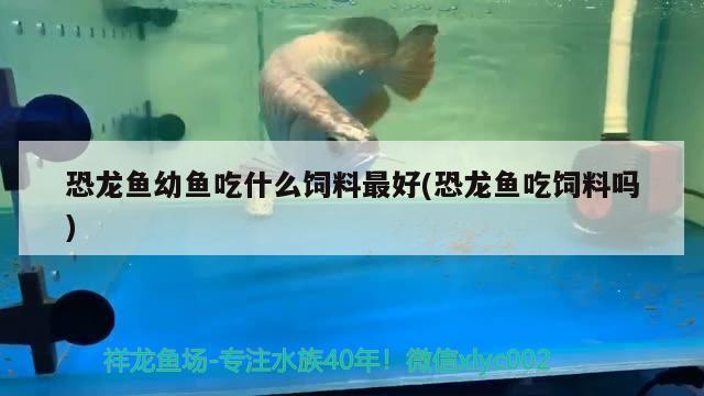 恐龍魚幼魚吃什么飼料最好(恐龍魚吃飼料嗎) 白子關刀魚