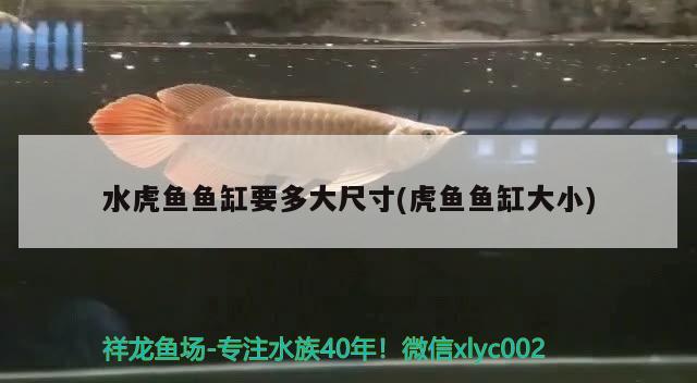 龍魚能和蝴蝶鯉混養(yǎng)嗎龍魚混養(yǎng)最佳伴侶魚，龍魚混養(yǎng)最佳伴侶魚龍魚和蝴蝶鯉的混養(yǎng)可行性分析 蝴蝶鯉 第3張