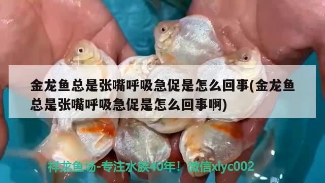 金龍魚總是張嘴呼吸急促是怎么回事(金龍魚總是張嘴呼吸急促是怎么回事啊) 黃金斑馬魚