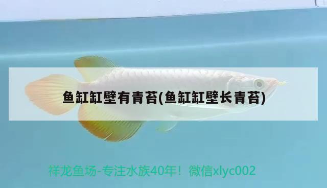 魚(yú)缸缸壁有青苔(魚(yú)缸缸壁長(zhǎng)青苔) 白子關(guān)刀魚(yú)苗