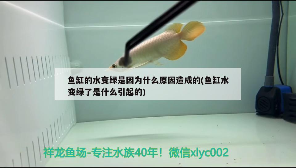 魚缸兩邊擺放花瓶可以嗎(魚缸兩邊擺放花瓶可以嗎視頻) 海象魚